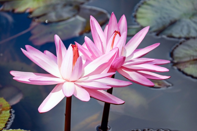 water-lilies-2327887_1280